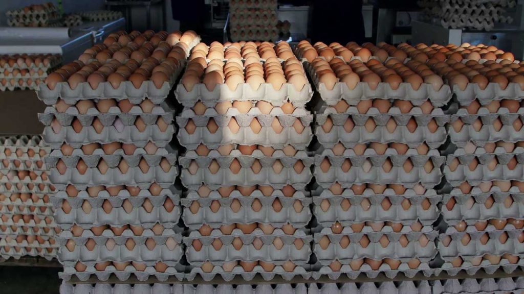 Crates of eggs 1024x576 1
