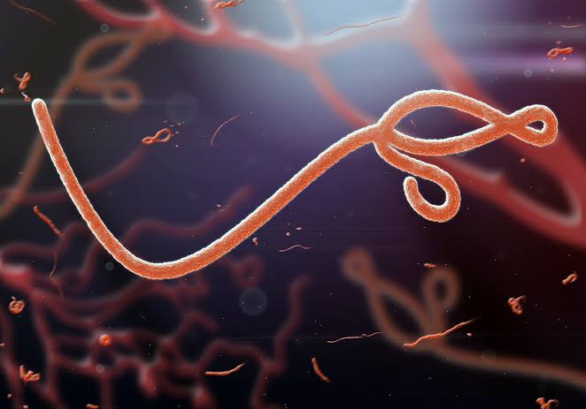 FG steps up border checks as new Ebola outbreak emerges