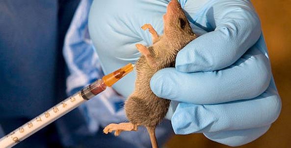 ECOWAS opens talks on Lassa fever prevention, control in Abidjan